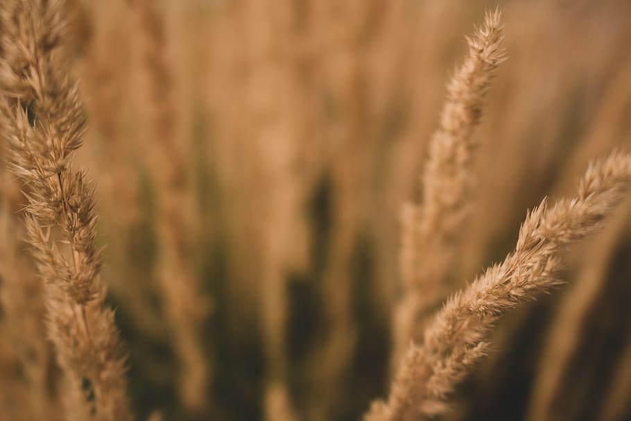 tall grasses, golden, hay, wheat, straw, plant, flora, close up, HD wallpaper