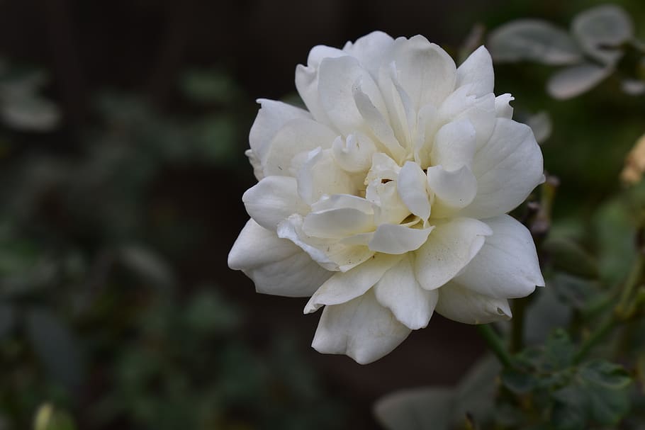 flower, rose, nature, bloom, blossom, pink, romance, love, romantic HD wallpaper