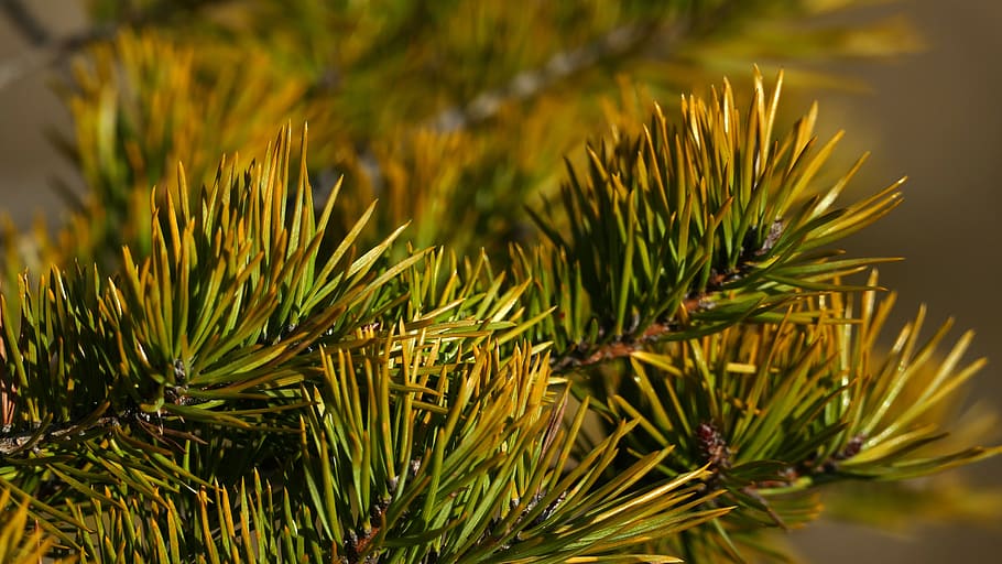 nature, tree, light, branch, needles, landscape, wood, sunlight HD wallpaper