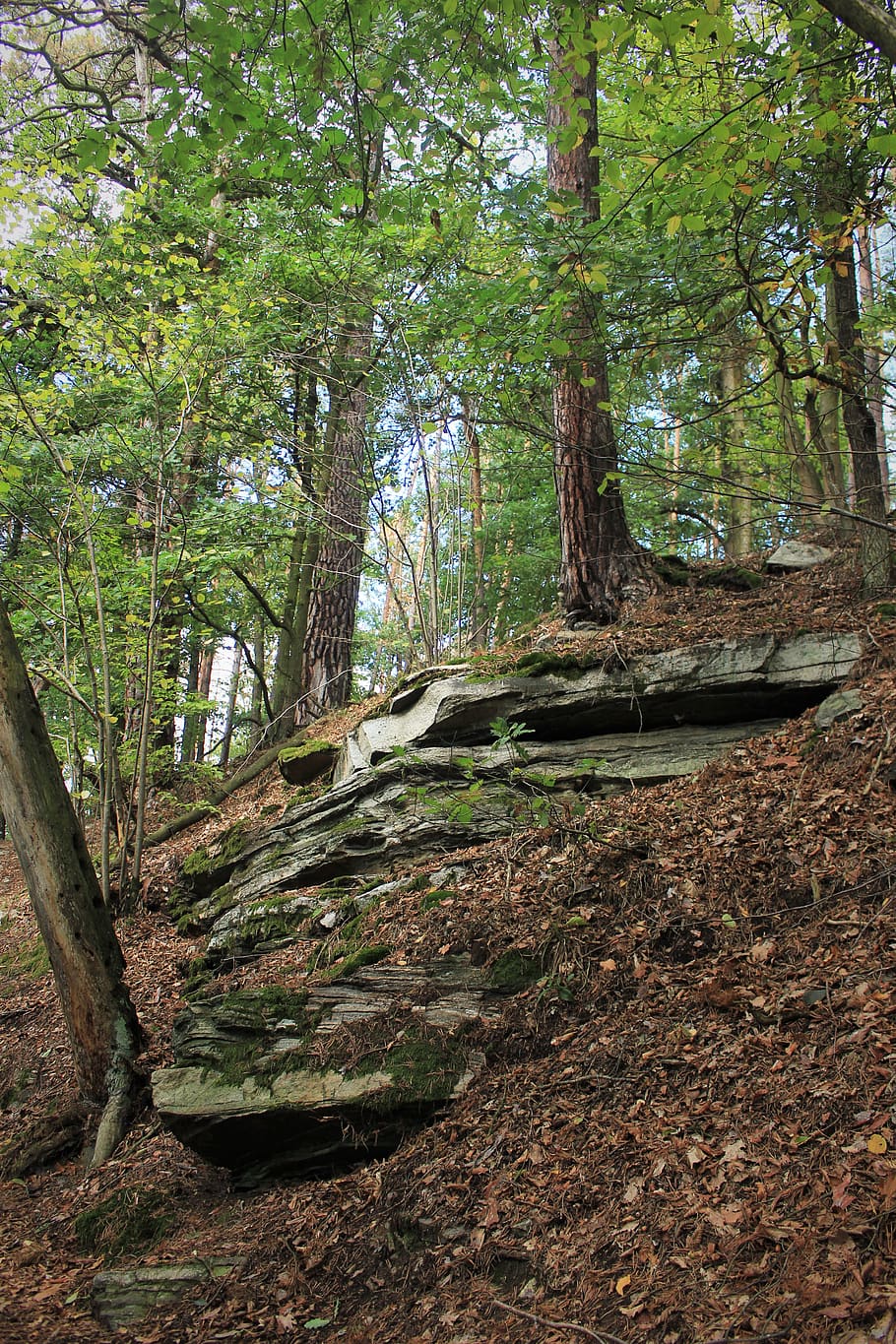 tree, plant, land, forest, growth, nature, tree trunk, tranquility HD wallpaper