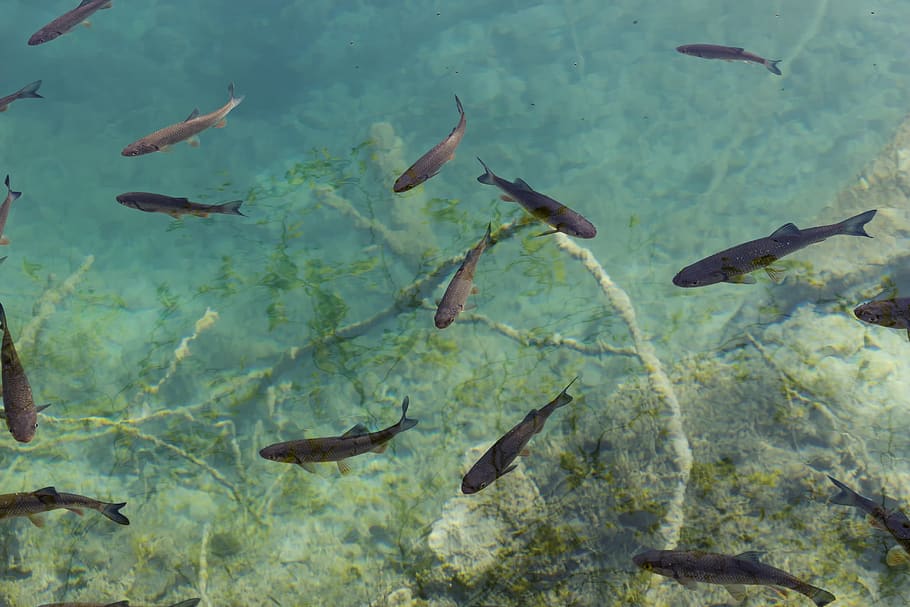 school of black fish, vertebrate, animal, group of animals, animal wildlife HD wallpaper