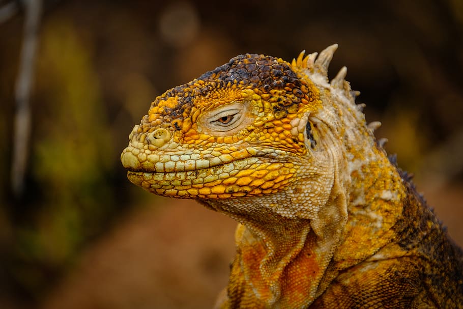 Dragon Lizard Head, animal, animal photography, close-up, color, HD wallpaper