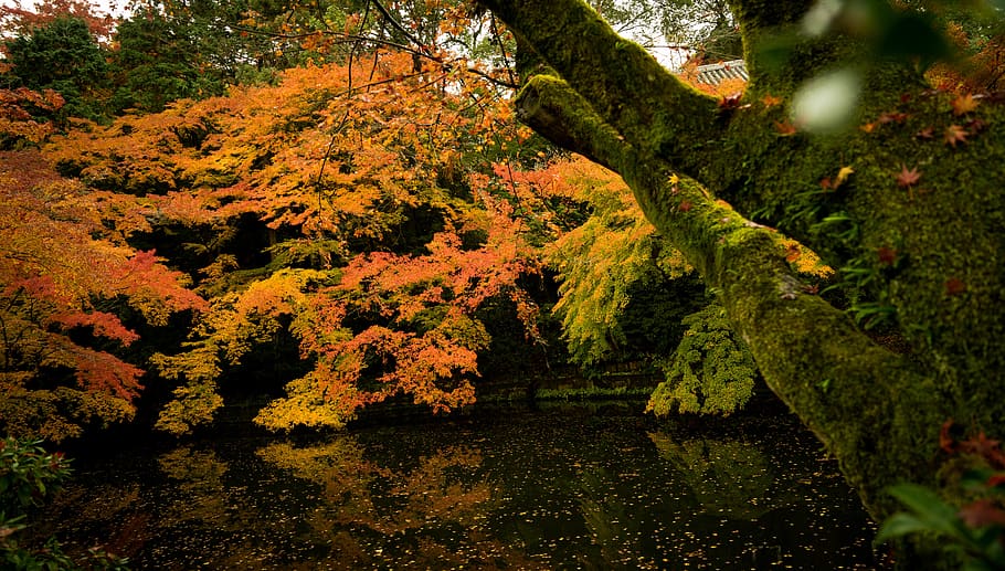 japen, temple, trees, autumn, plant, beauty in nature, tranquility HD wallpaper