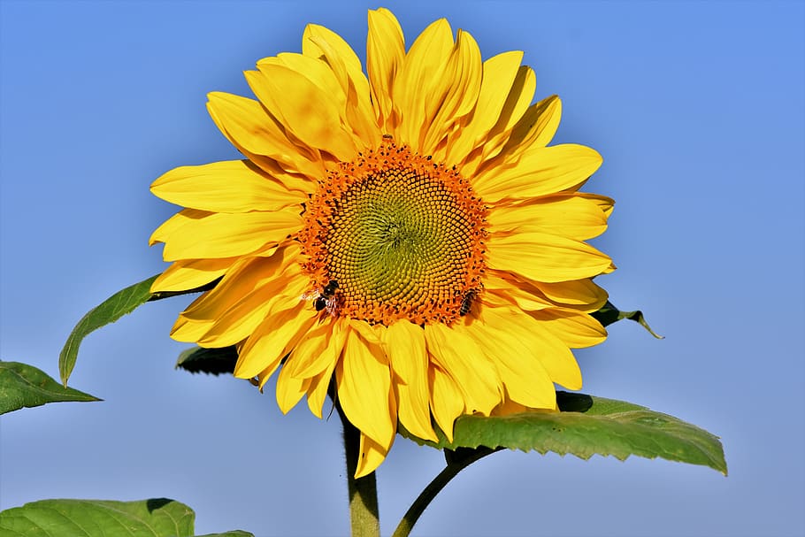sunflower, petals, bloom, blossom, flora, sunflower field, bright HD wallpaper
