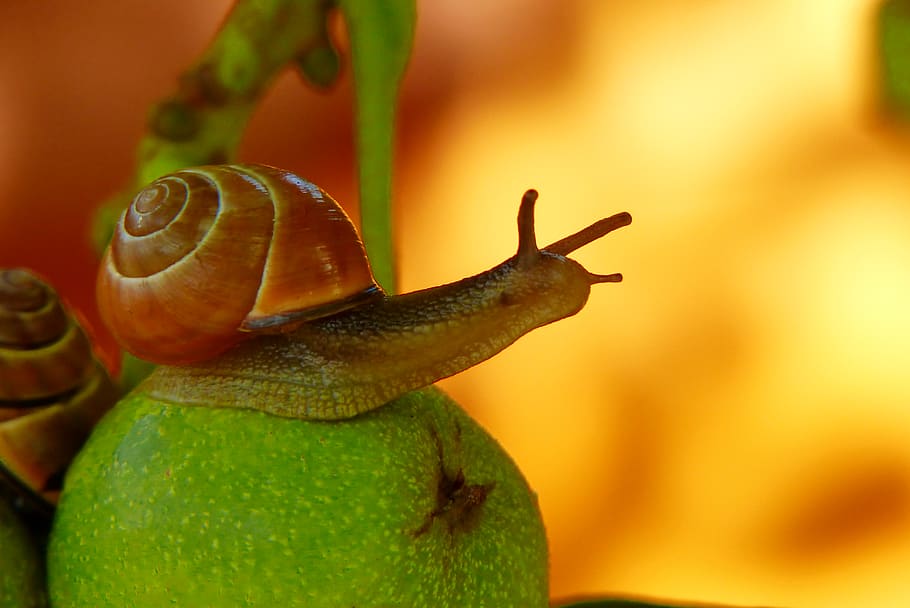 mollusk, animal wildlife, animal themes, close-up, invertebrate HD wallpaper