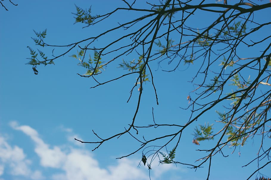 trees, sky, branch, low angle view, plant, beauty in nature HD wallpaper