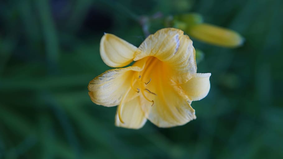 flowering plant, beauty in nature, vulnerability, fragility HD wallpaper