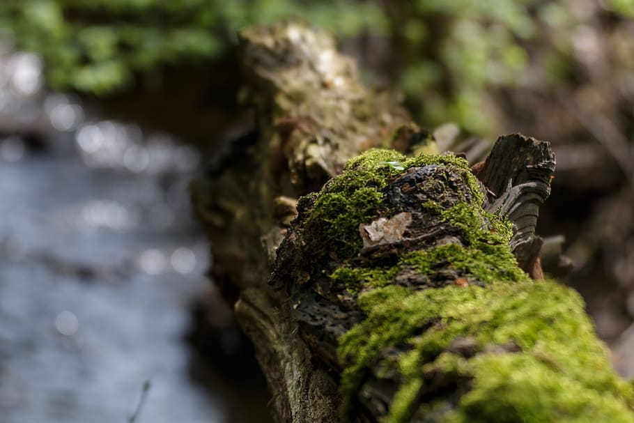 branch, moss, nature, forest, tree, green, wood, close-up, plant HD wallpaper