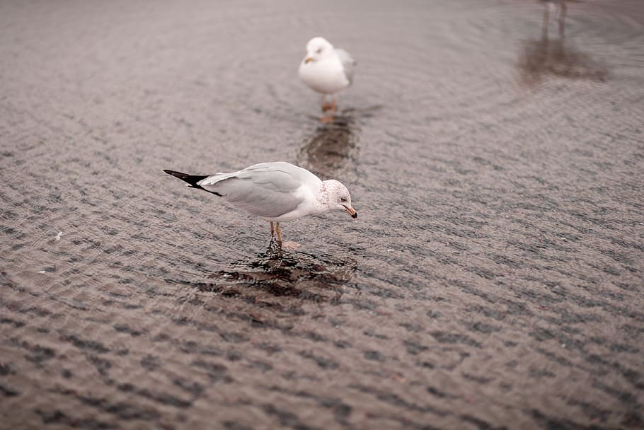 gray and white bird, animal themes, animal wildlife, animals in the wild HD wallpaper