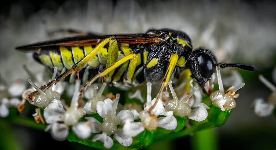 insect, macro, flower, sawfly, animal wildlife, animal themes HD wallpaper