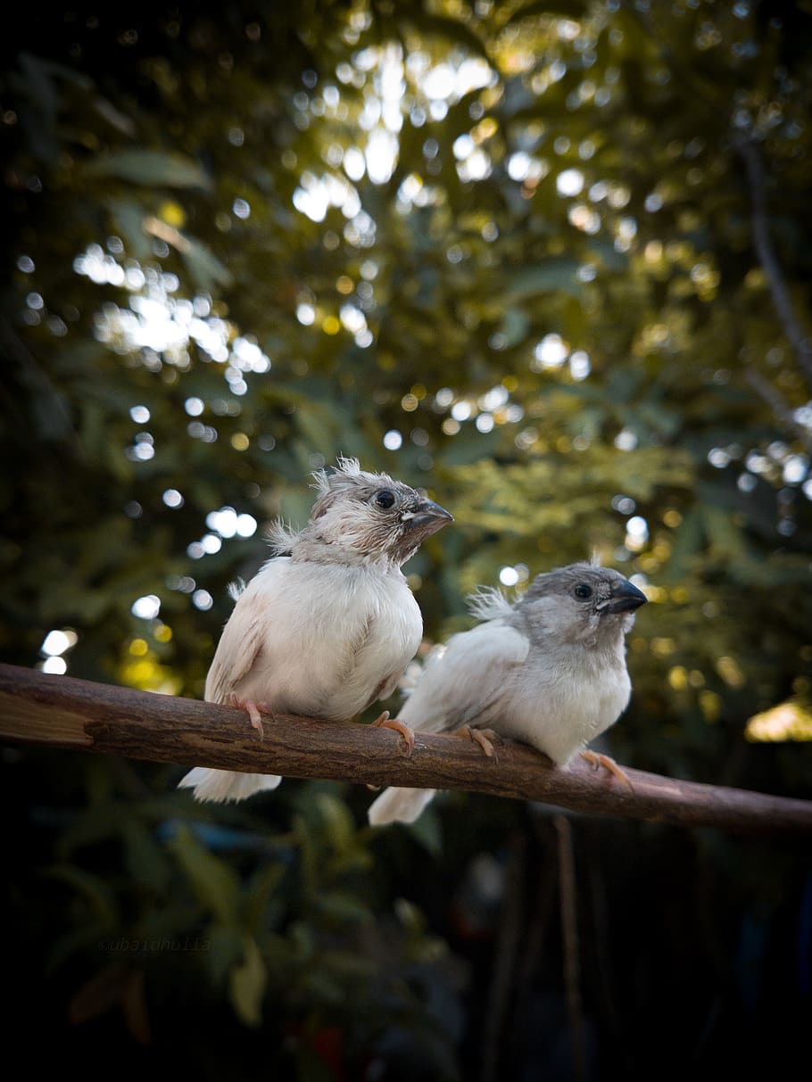 animal themes, vertebrate, tree, bird, animal wildlife, group of animals HD wallpaper