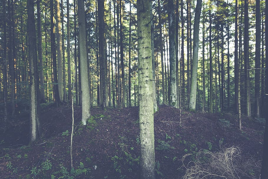 Forest of White Trees, creepy, environment, evergreen, nature HD wallpaper