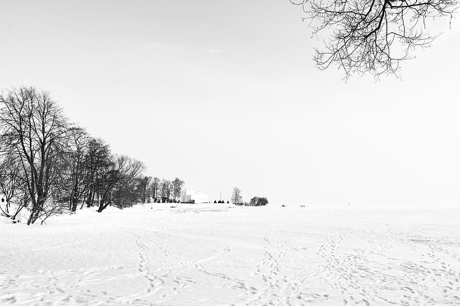 trees surrounded by snowfield, petrodvorets, russia, st.petersburg HD wallpaper