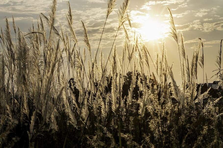 seed, sunset, plant, closeup, background, summer, harvest, wheat HD wallpaper