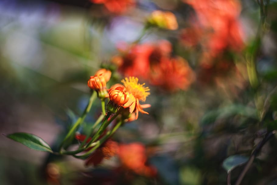 flower, bokeh, vintage, nature, plant, bloom, blossom, garden