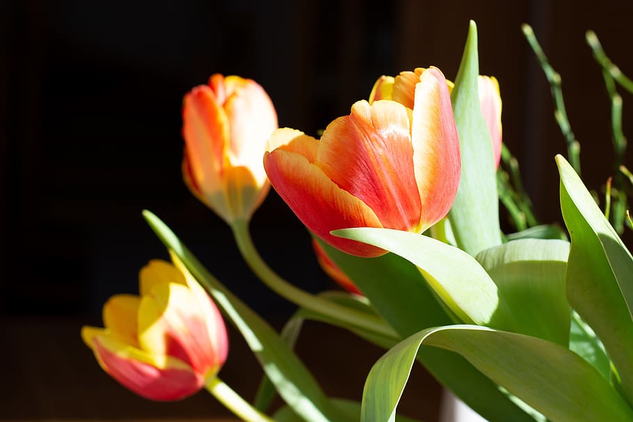 tulips, flowers, spring, spring flowers, bouquet, close up HD wallpaper