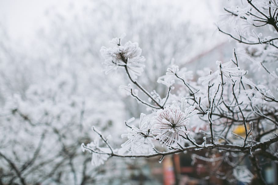 plant, snow, tree, flower, flowering plant, freshness, beauty in nature HD wallpaper