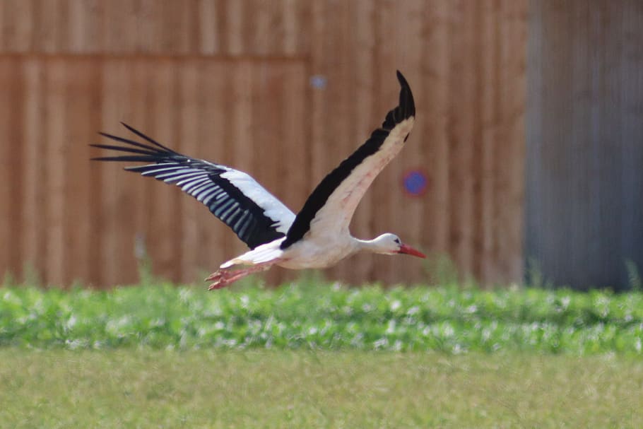 stork, flying, rattle stork, elegant, white stork, feather, HD wallpaper