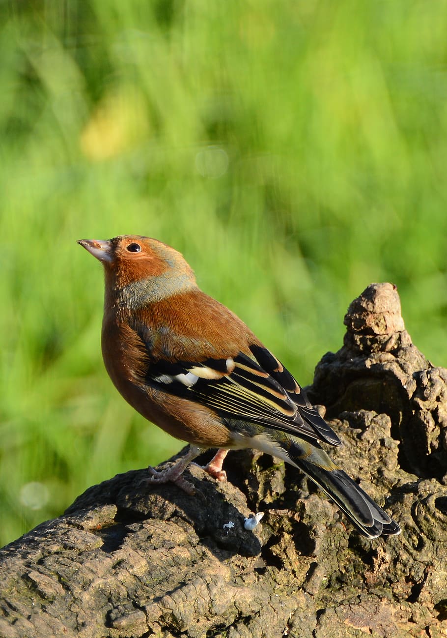 chaffinch, bird, nature, feather, wildlife, outdoors, perched HD wallpaper