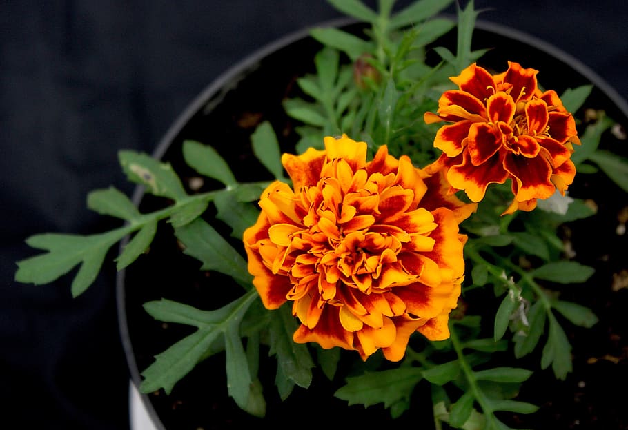 flowers, orange, flower pot, flowering plant, freshness, fragility HD wallpaper