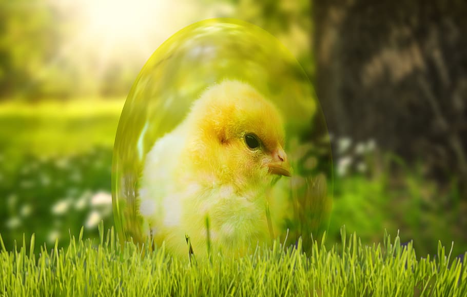 spring, chicks, meadow, easter, egg, cute, grass, animal themes HD wallpaper