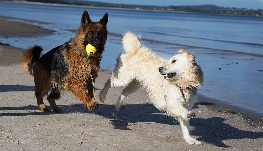 dog, schäfer dog, golden retriever, beach, play, sand, holidays, HD wallpaper