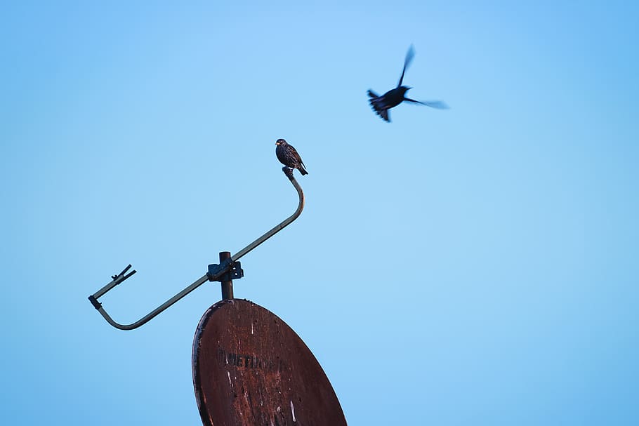 black bird perching on satellite dish, animal, flying, blackbird HD wallpaper