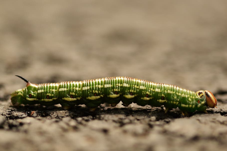 caterpillar, macro, insect, nature, close up, one animal, animals in the wild HD wallpaper