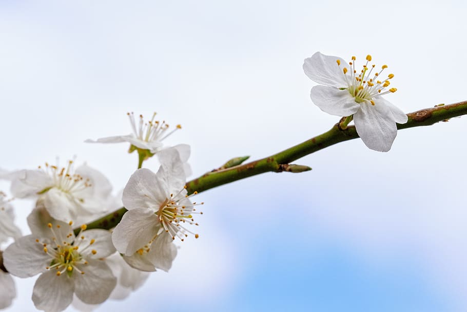cherry blossom, bloom, spring, ornamental cherry, cherry tree HD wallpaper