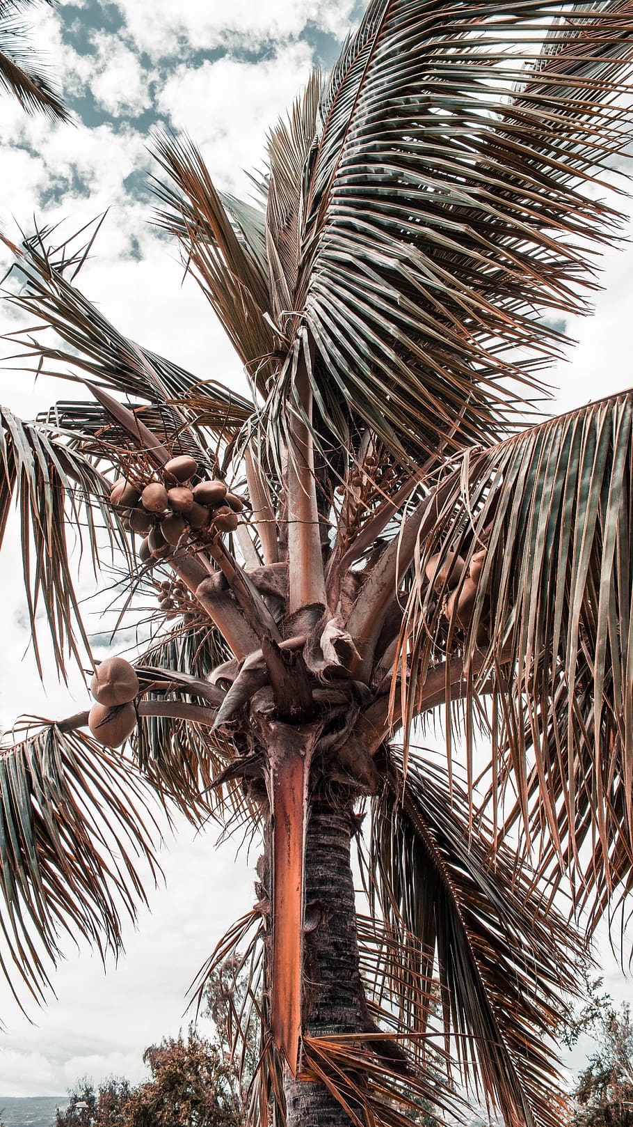 réunion, coconut, trees, palm, brown, tropical climate, palm tree HD wallpaper