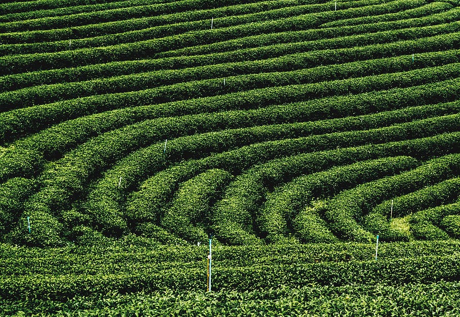 green leaf plants, growth, green color, field, land, landscape HD wallpaper
