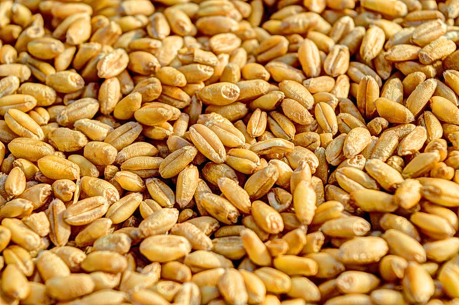Wheat Kernels, close-up, crop, grains, seed, food and drink, wellbeing HD wallpaper