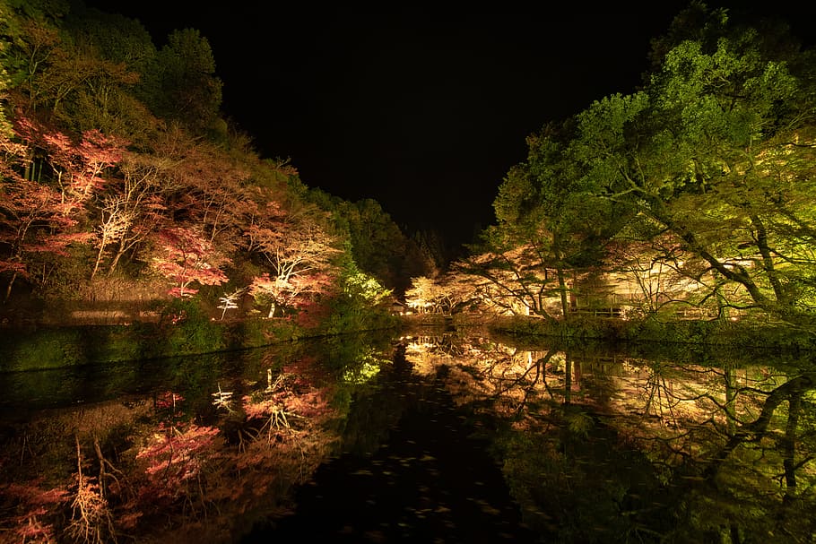 body of water beside green trees, ライトアップ, 用作公園 HD wallpaper