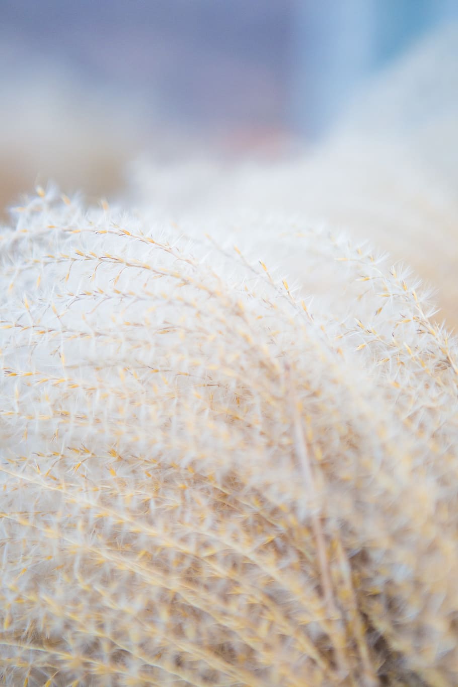 plants, texture, nature, grass, selective focus, close-up, no people HD wallpaper
