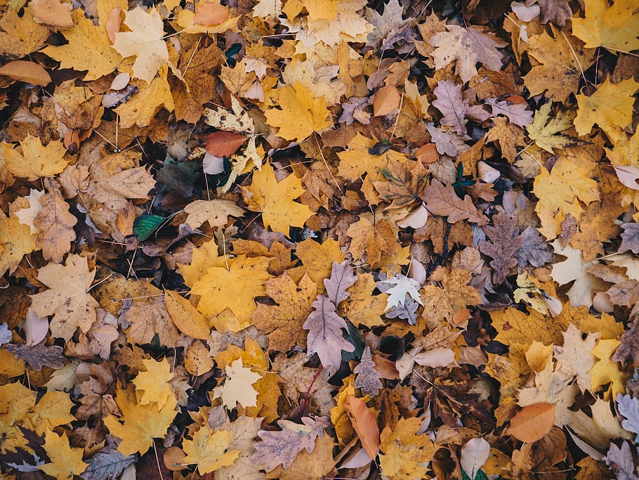 maple leaf photography, plant, tree, yellow, leafs, autumn, seasons HD wallpaper