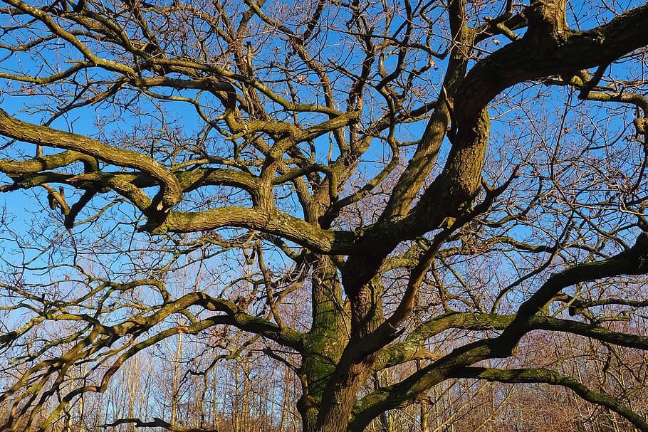 landscape, tree, nature, old tree, gnarled, sky, mood, tribe HD wallpaper