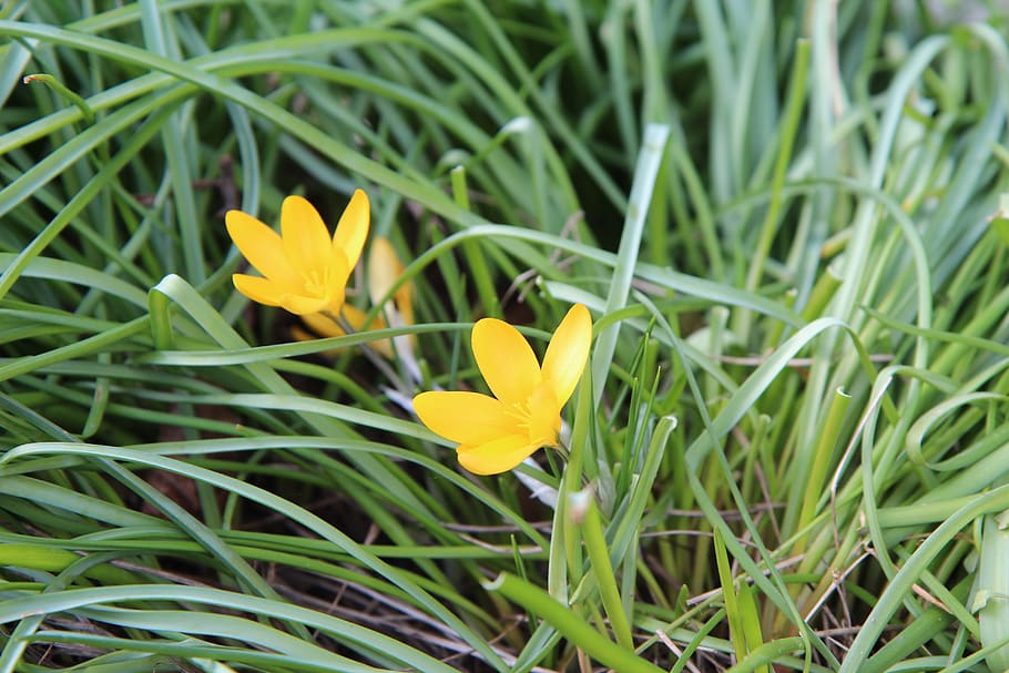 crocus, crocus yellow, flower, spring, flowering plant, vulnerability HD wallpaper