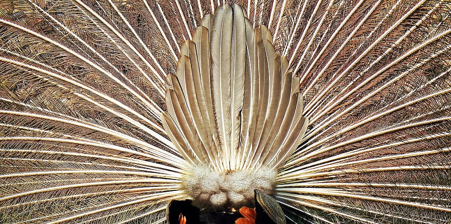 white, feathers, pea, peacock, bird, animal, wild, nature, park HD wallpaper