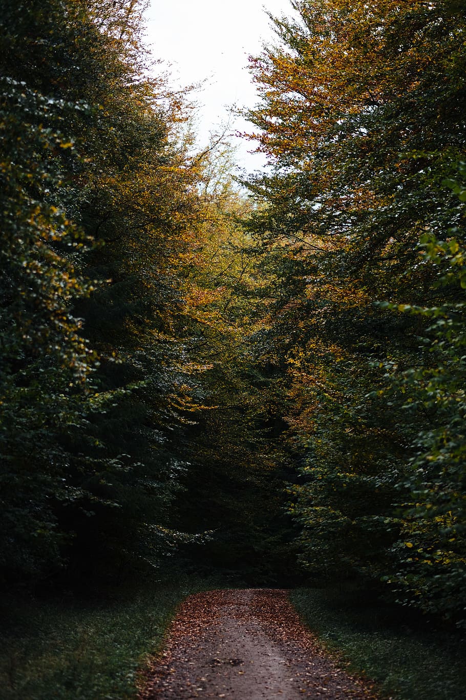 pathway beside trees during daytime, forest, woodland, autumn HD wallpaper