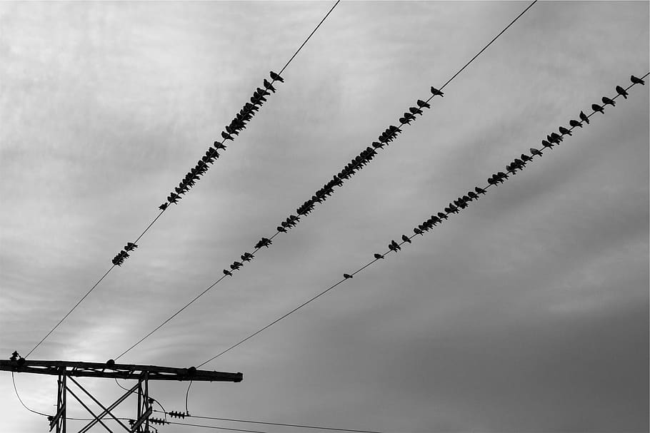 power lines, birds, sky, cloudy, grey, black and white, electricity HD wallpaper