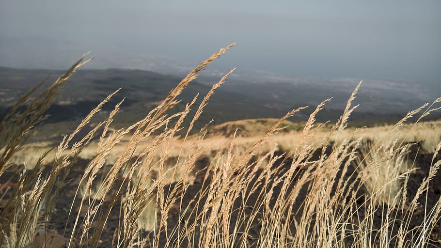 ear, corn, ash, black, sand, clouds, wind, storm, etna, italy HD wallpaper