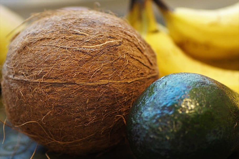 coconut, walnut, tropical, exotic, fruit, hard, peel, brown HD wallpaper