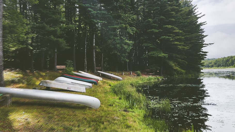 summer, woods, lake, plant, tree, water, growth, nature, day HD wallpaper