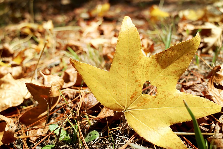 leaf, leaves, maple, trees, ground, plant, nature, forest, yellow HD wallpaper