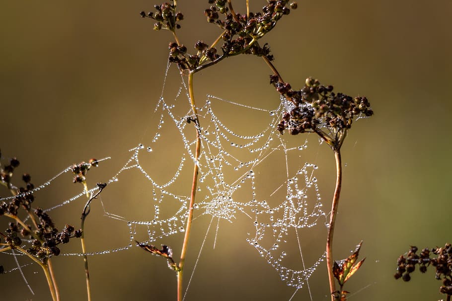 spider, cobweb, arachnid, nature, fragility, spider web, vulnerability HD wallpaper