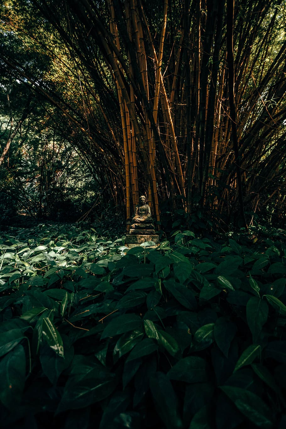 plant, tree, growth, nature, forest, land, green color, tranquility HD wallpaper