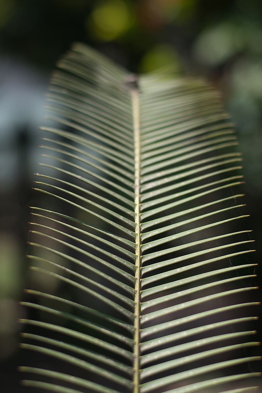 Photo of Coconut Leaf, close-up, flora, fresh, frond, green, macro HD wallpaper