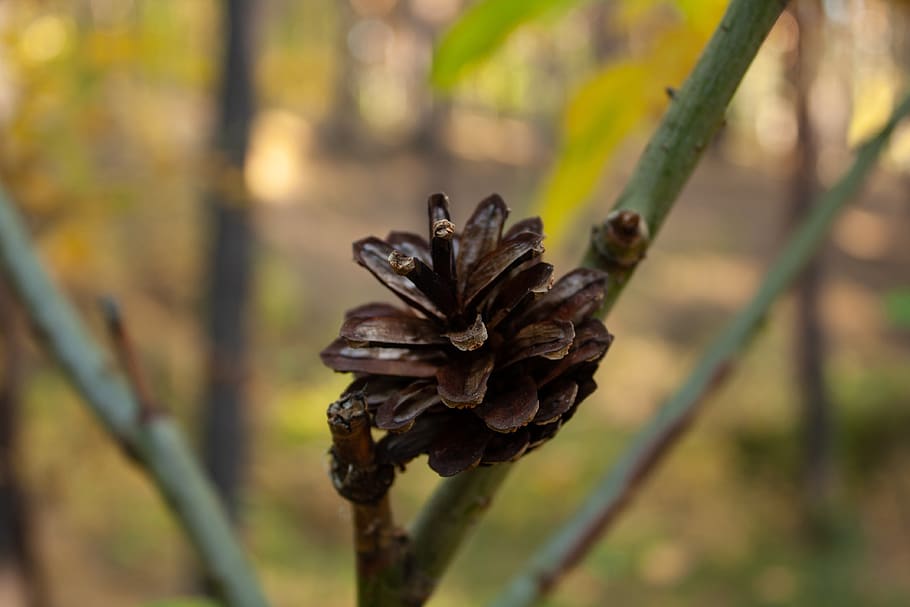 nature, pine cone, tree, plant, focus on foreground, close-up HD wallpaper