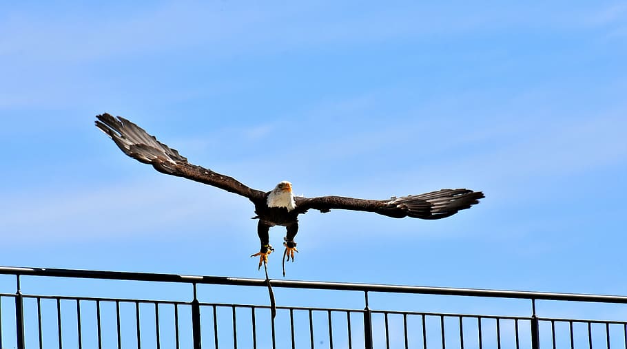 adler, bald eagle, flying, bird, raptor, bird of prey, bill HD wallpaper