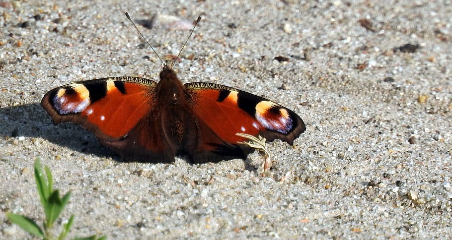 butterfly, spring, insect, nature, macro, wings, butterfly day HD wallpaper